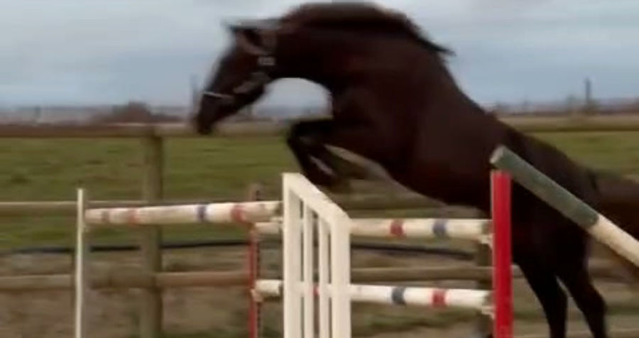 Or Noir du Plantey vidéo (7)